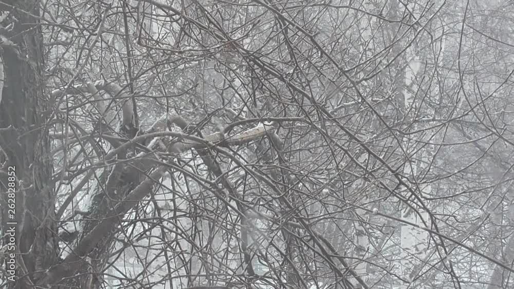 In the middle of spring in April a strong wind blows, it is snowing, the branches of trees sway. In the middle of spring in April a strong wind blows, it is snowing, the branches of trees sway.
