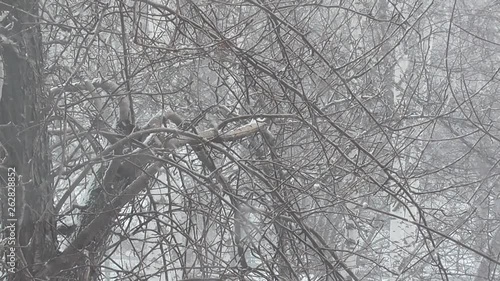 In the middle of spring in April a strong wind blows, it is snowing, the branches of trees sway. 