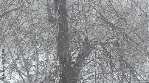 In the middle of spring in April a strong wind blows, it is snowing, the branches of trees sway. 