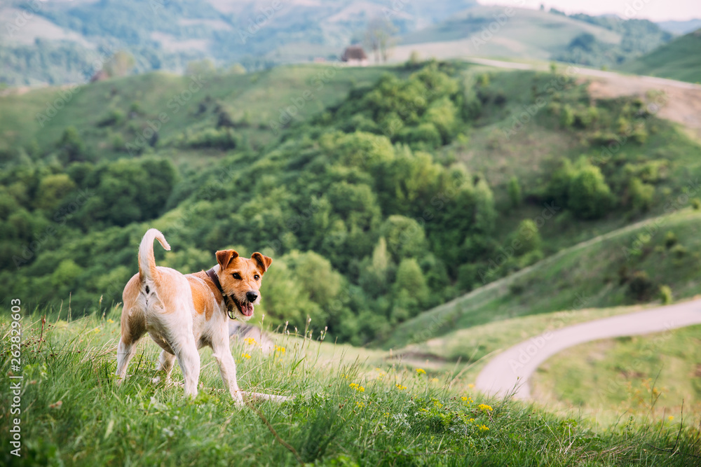 Fox terrier outdoors Fox terrier outdoors
