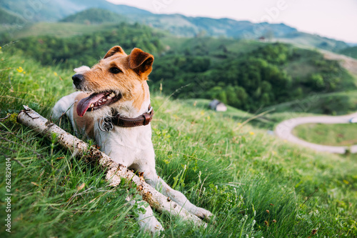 Cuadro en lienzo Fox terrier outdoors