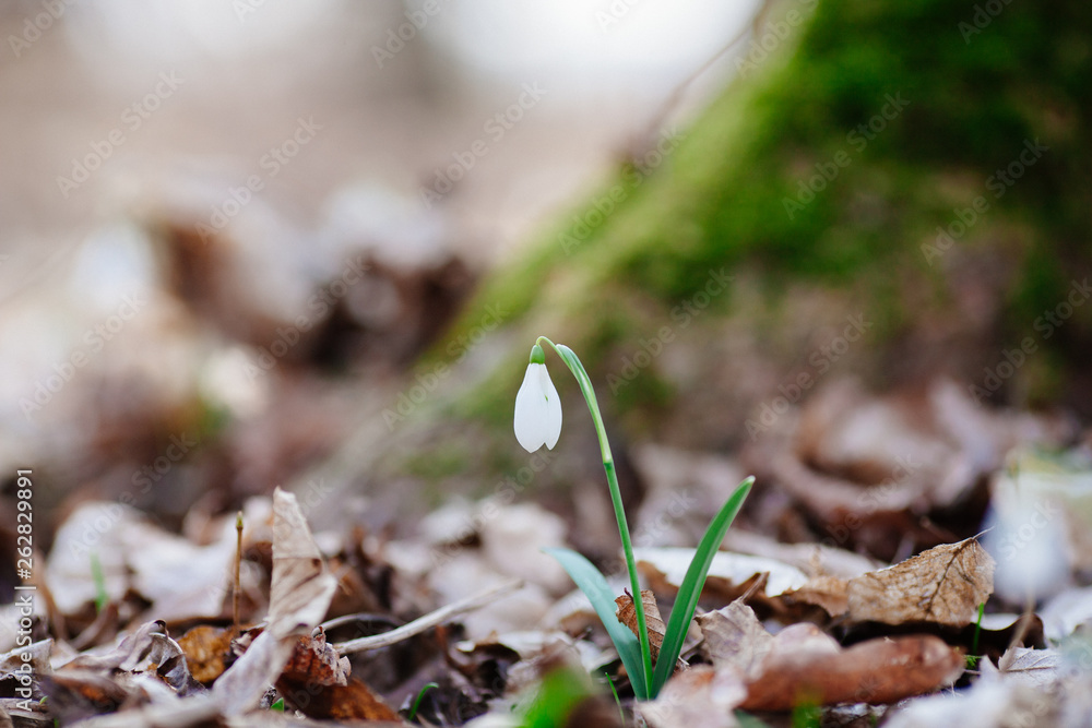 Snowdrop or common snowdrop Snowdrop or common snowdrop