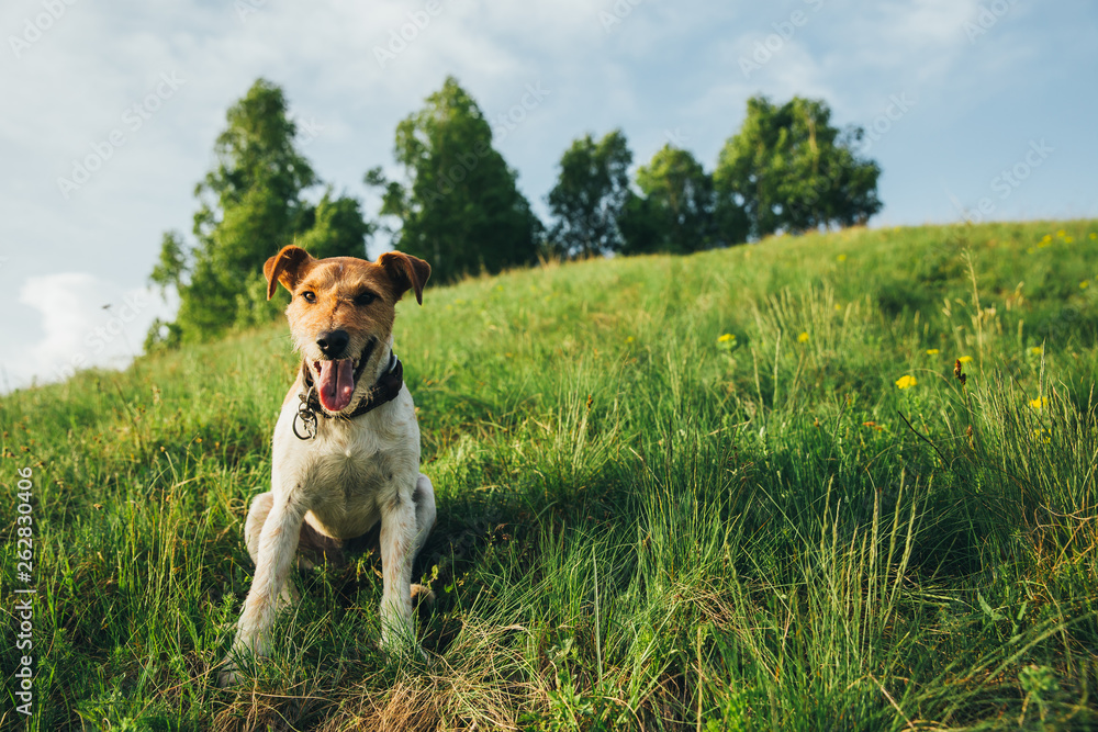Fox terrier outdoors Fox terrier outdoors