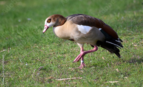 Nilgans