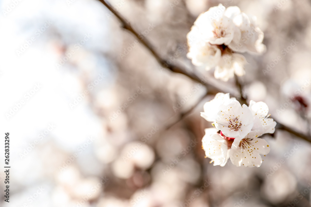 Beautiful apricot tree branch with tiny tender flowers outdoors, space for text. Awesome spring blossom Beautiful apricot tree branch with tiny tender flowers outdoors, space for text. Awesome spring blossom
