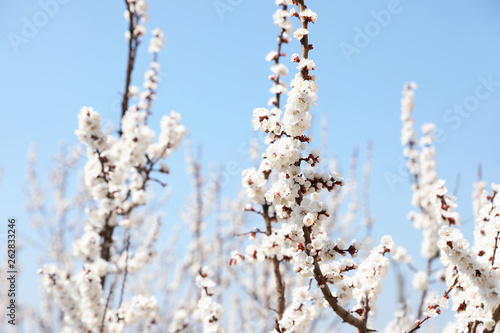 Beautiful apricot tree branches with tiny tender flowers against blue sky, space for text. Awesome spring blossom © New Africa