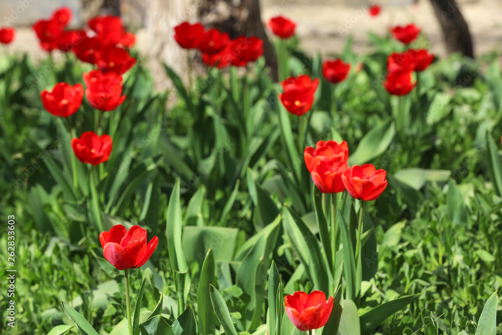 Many beautiful tulips in garden on sunny day. Blooming spring flowers Many beautiful tulips in garden on sunny day. Blooming spring flowers