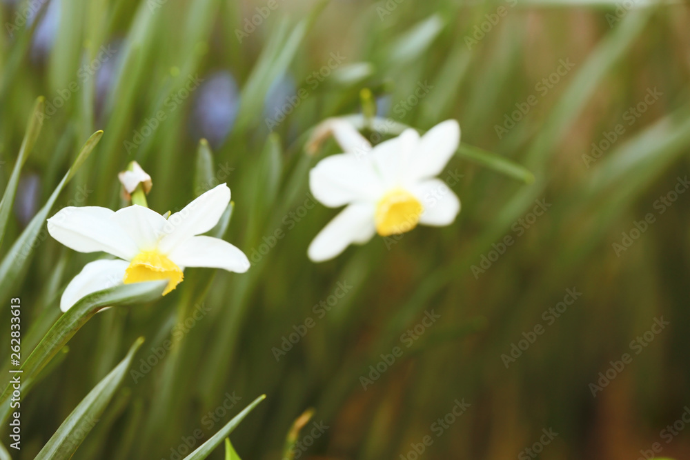 Closeup view of beautiful narcissuses in garden, space for text. Spring flowers
