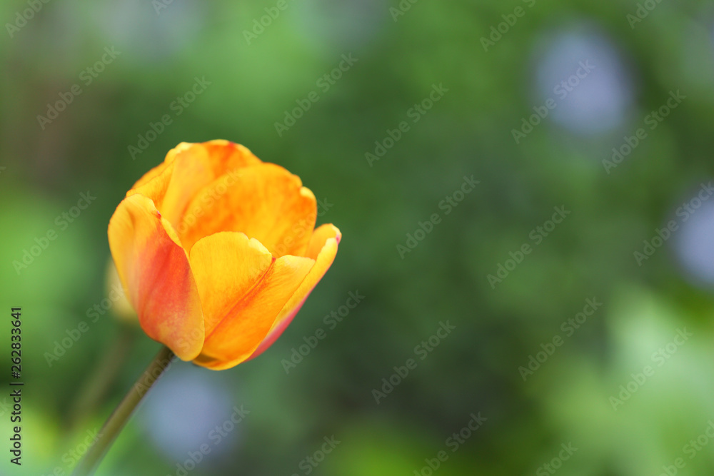 Closeup view of beautiful bright tulip in garden, space for text. Blooming spring flowers Closeup view of beautiful bright tulip in garden, space for text. Blooming spring flowers