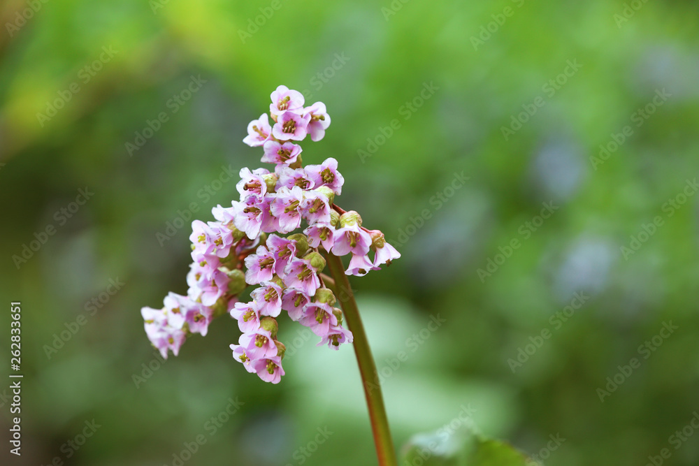 Closeup view of beautiful blooming spring flowers in garden, space for text Closeup view of beautiful blooming spring flowers in garden, space for text
