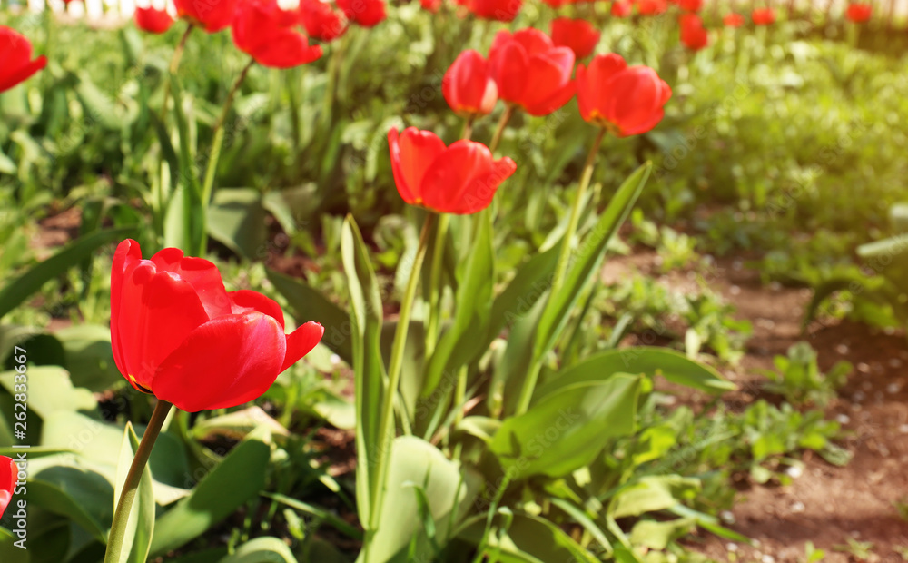 Many beautiful tulips in garden on sunny day, space for text. Blooming spring flowers Many beautiful tulips in garden on sunny day, space for text. Blooming spring flowers