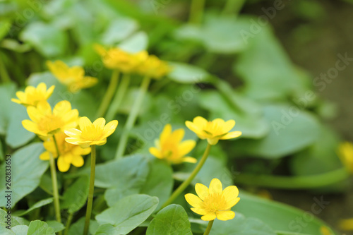 Many beautiful blooming spring flowers in garden