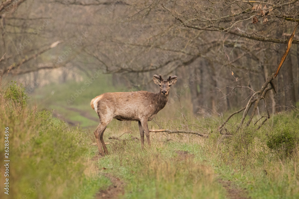Brown deer stands against the forest on the road. Nice shot. The background is blurred. A deer start growing antlers. Male deer. Brown deer stands against the forest on the road. Nice shot. The background is blurred. A deer start growing antlers. Male deer.