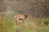 Brown deer stands against the forest on the road. Nice shot. The background is blurred. A deer start growing antlers. Male deer.