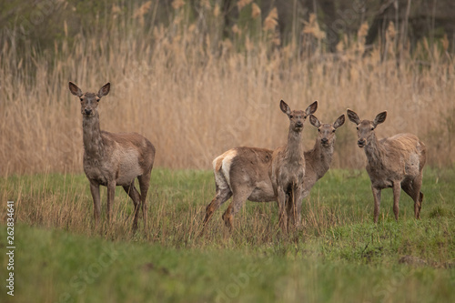 Fototapeta Naklejka Na Ścianę i Meble -  A group of deer standing on the field. In the background, trees and reeds, they all look at the camera. The grass beneath the hooves of the green. They're brown.