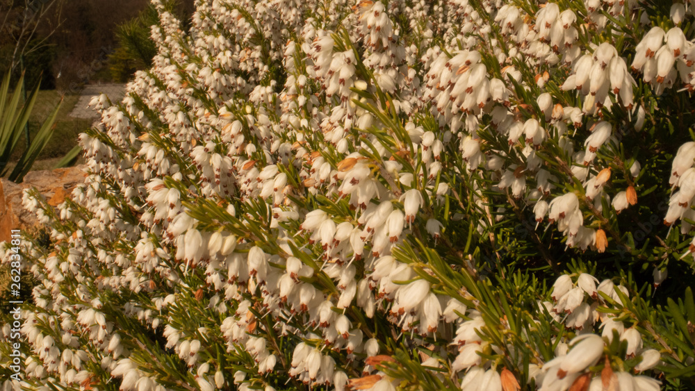 Heather in Spring, bee flying making honey Heather in Spring, bee flying making honey
