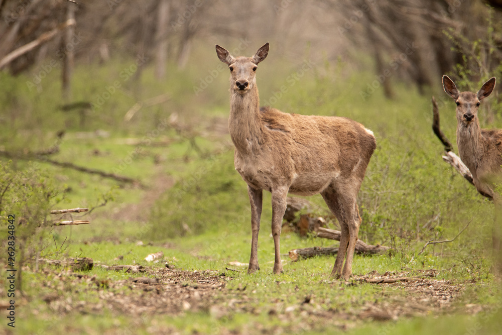 Deer stands on a forest road. He's looking in the camera. Beautiful greenery around. Right another deer. They're brown. Deer stands on a forest road. He's looking in the camera. Beautiful greenery around. Right another deer. They're brown.