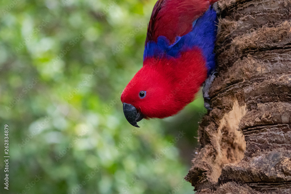Fototapeta premium Eclectus parrot portrait.