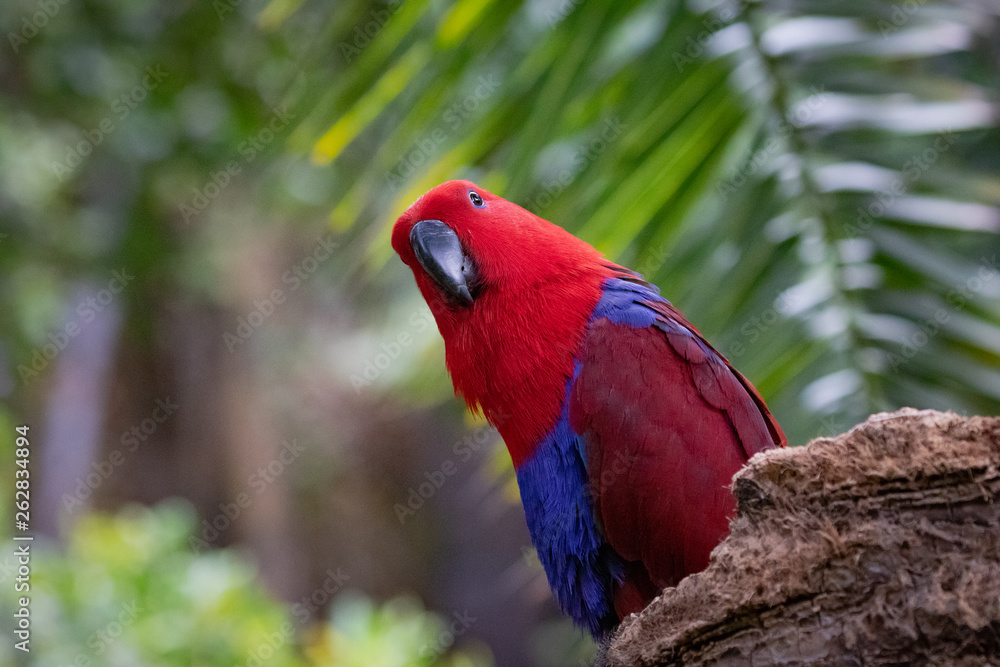 Eclectus parrot portrait.