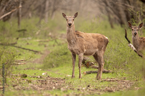 Deer stands on a forest road. He s looking in the camera. Beautiful greenery around. Right another deer. They re brown.