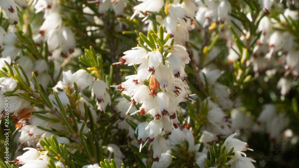 Fototapeta premium Heather in Spring, bee flying making honey