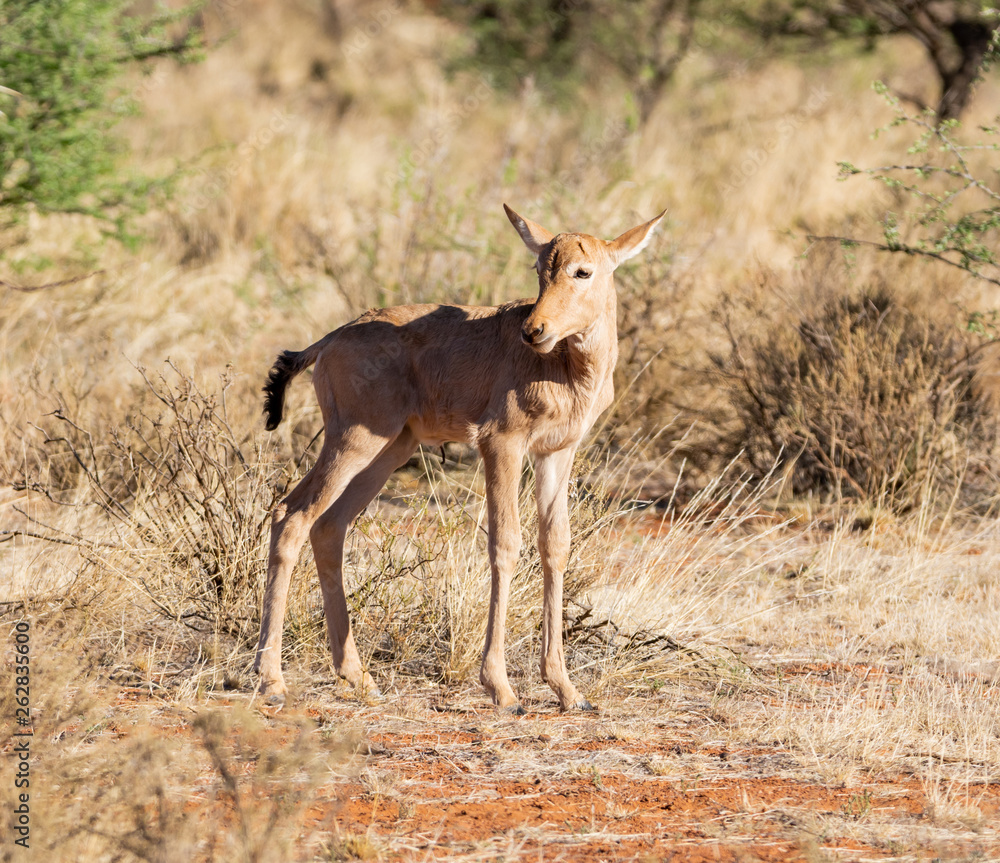 Fototapeta premium Red Hartebeest Calf