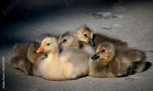 chicks, easter,  fuzzy, cute, birds, group, family, siblings, beaks, animals © Roger