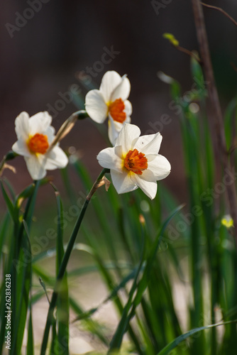 Daffodil flowers in the Spring