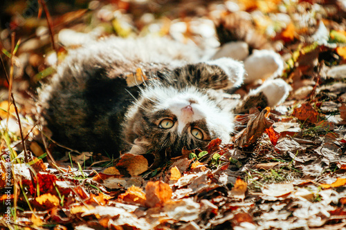 Photography cat in the autumn forest