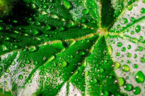 green leaf with drops