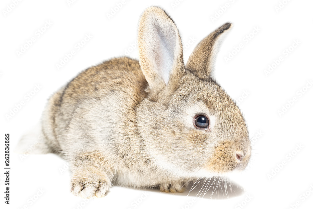 rabbit on white background