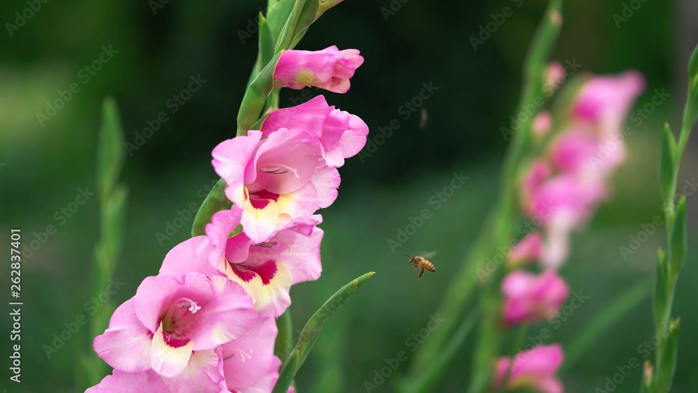 Obraz premium bee and flower