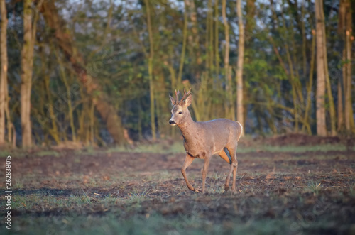 Fototapeta Naklejka Na Ścianę i Meble -  Kozioł, samiec sarny w wiosennym poranku tuż przed wschodem słońca.