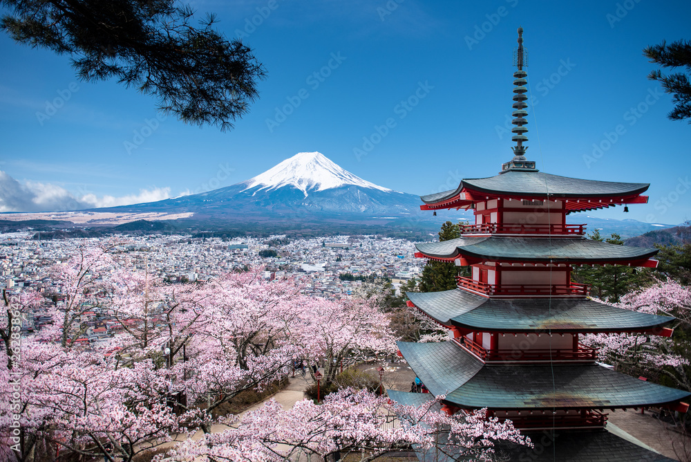 Fototapeta Red Chureito Pagoda and Mt. Fuji background in the spring with cherry blossoms