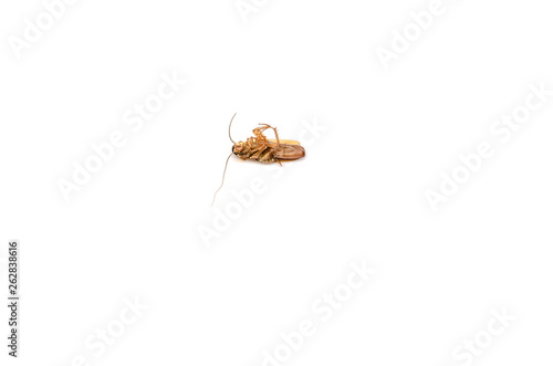 dead cockroach on a white background