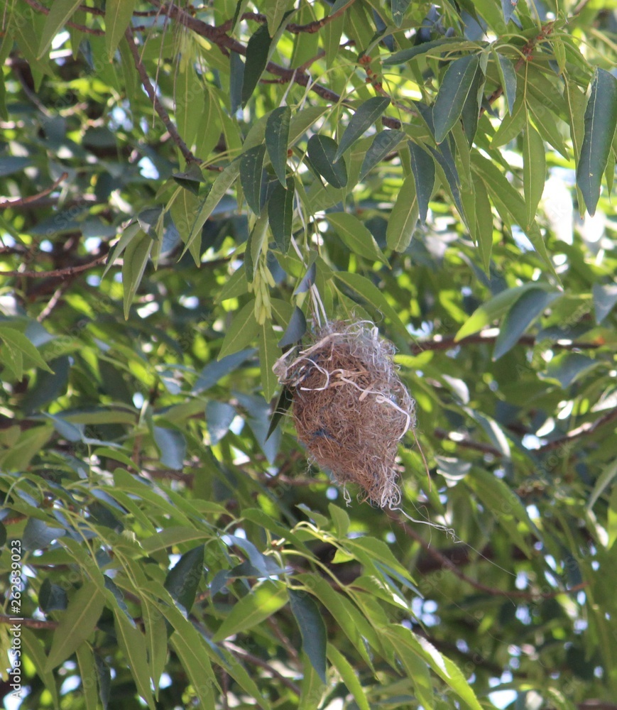 Fototapeta premium Naturaleza