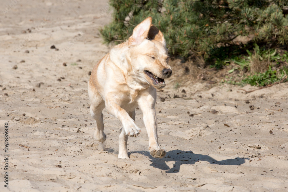 Gek kijken tijdens het rennen. (Labrador) Gek kijken tijdens het rennen. (Labrador)