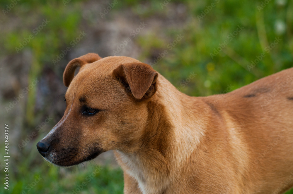 Beautiful orange dog in the nature. A dog surrounded by green grass Beautiful orange dog in the nature. A dog surrounded by green grass