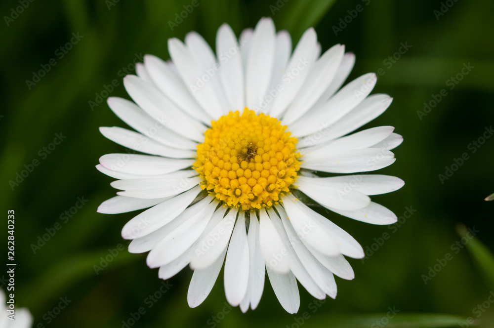 Beautiful white flower in the grass. Beautiful white flower in the grass.