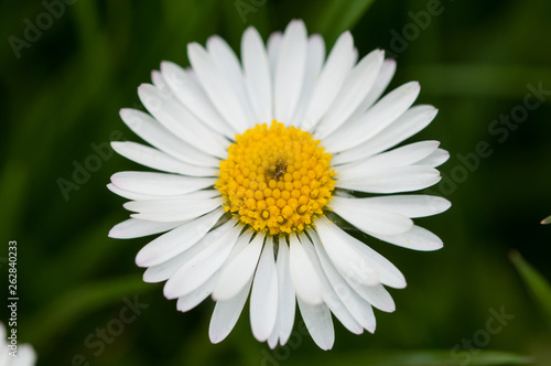 Beautiful white flower in the grass.