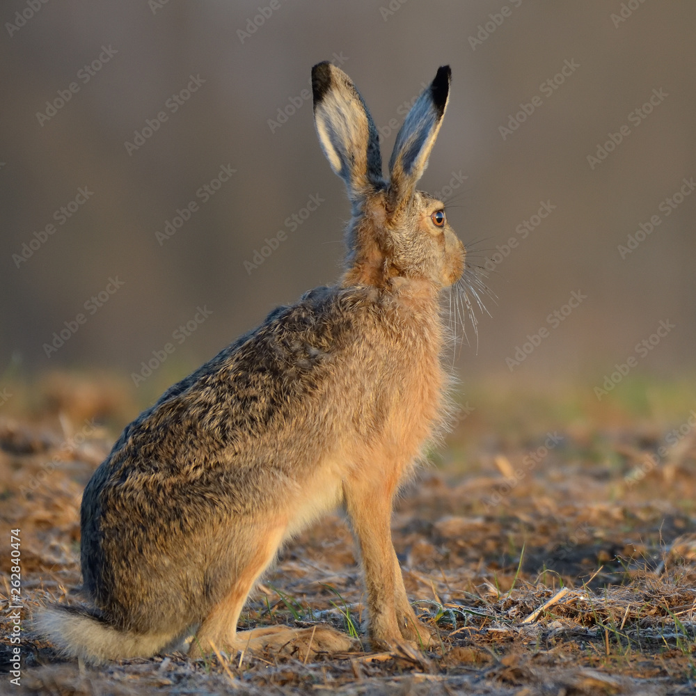 Fototapeta premium Zając w środowisku naturalnym.