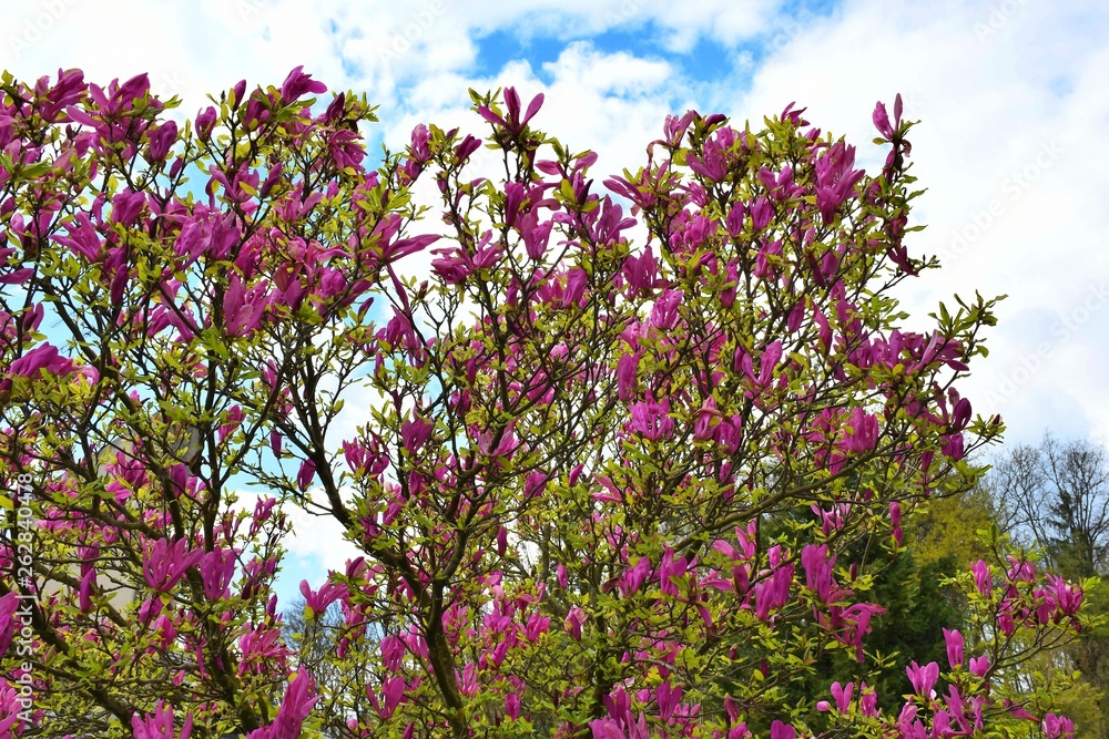 Obraz premium pink flowers in spring