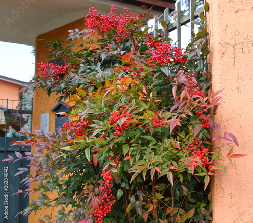 Nandina domestica is an evergreen shrub,  native to Asia;