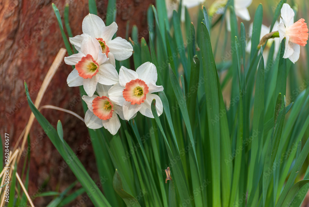 Obraz premium Daffodil flowers in the Spring
