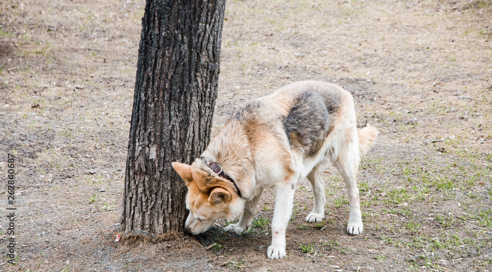 the dog sniffs the tree, walking pet