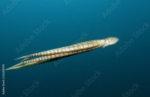 Underwater world - mimic octopus. Lembeh strait, Indonesia.