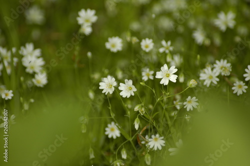 wild flowers