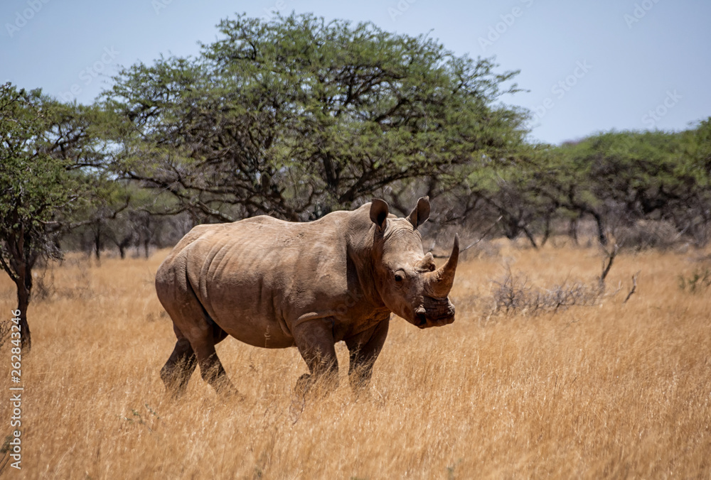 White Rhino White Rhino
