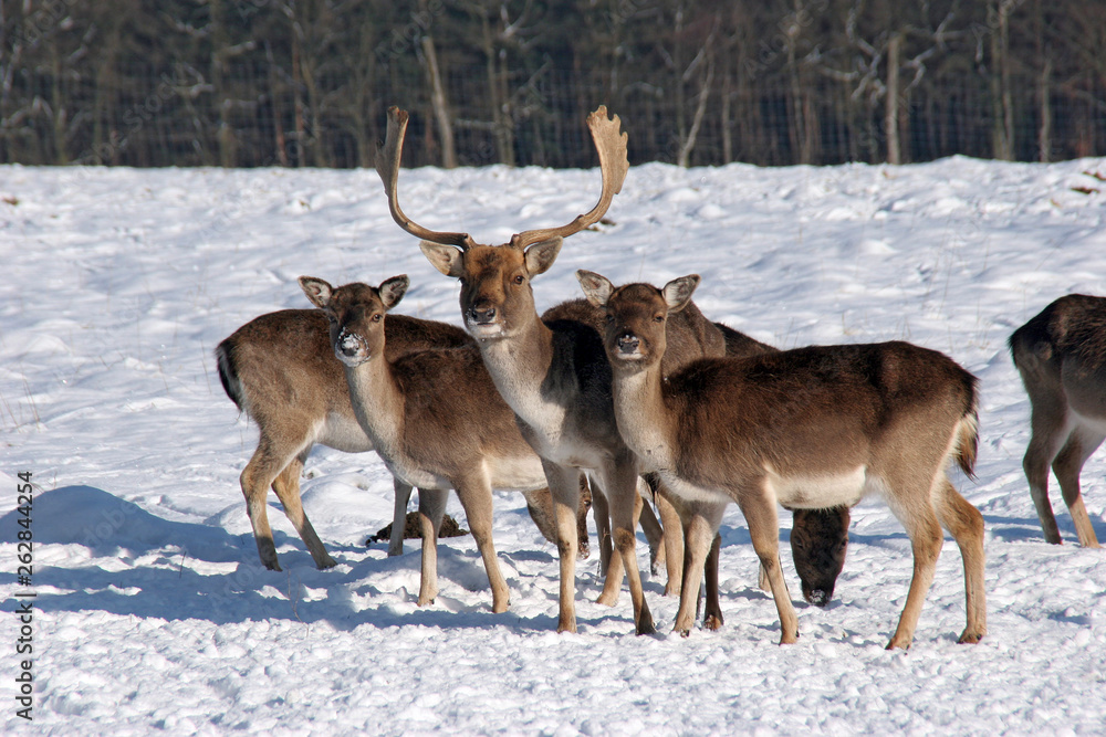 Rotwild im Winter Rotwild im Winter