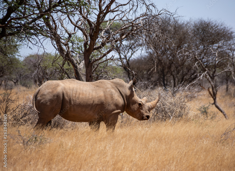 Obraz premium White Rhino